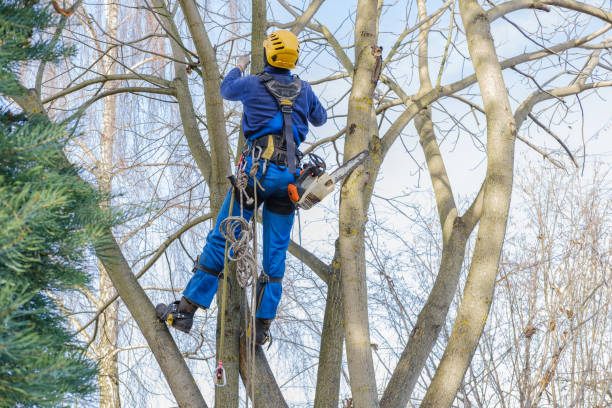 Trusted Paxton, IL Tree Services Experts